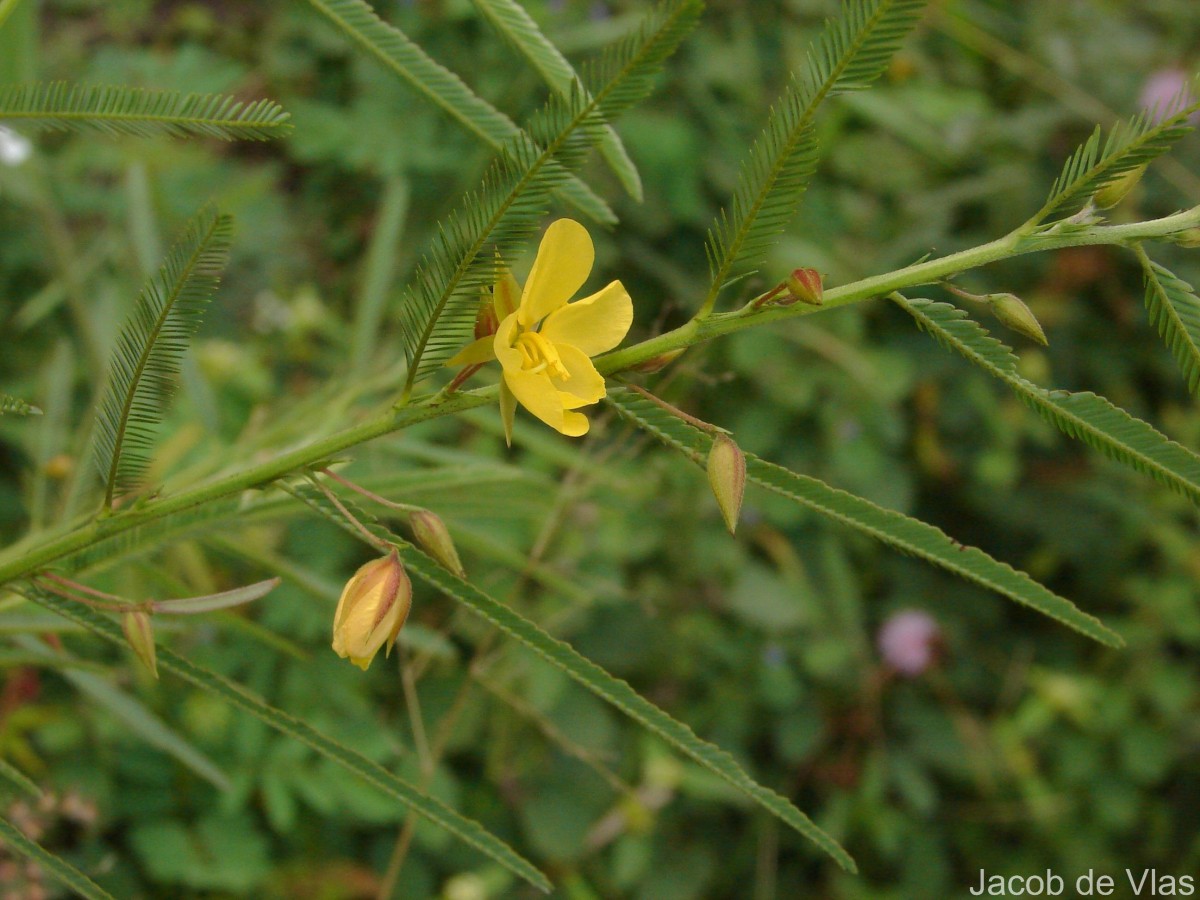 Chamaecrista mimosoides (L.) Greene